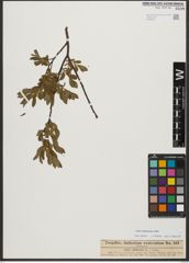Foto von Salix waldsteiniana Willd.
